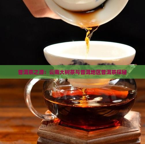 普洱茶之源：云南大树茶与普洱地区普洱茶探秘