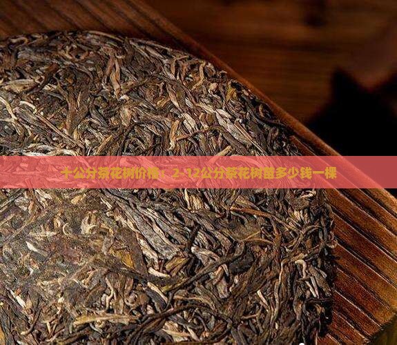 十公分茶花树价格：2-12公分茶花树苗多少钱一棵
