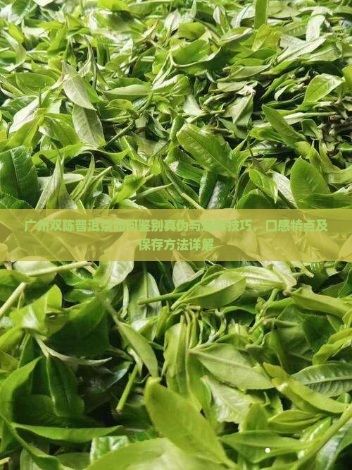 广州双陈普洱茶如何鉴别真伪与选购技巧，口感特点及保存方法详解
