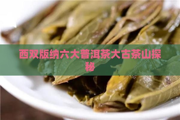 西双版纳六大普洱茶大古茶山探秘