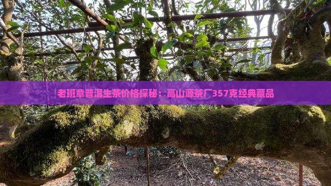 老班章普洱生茶价格探秘：高山源茶厂357克经典藏品