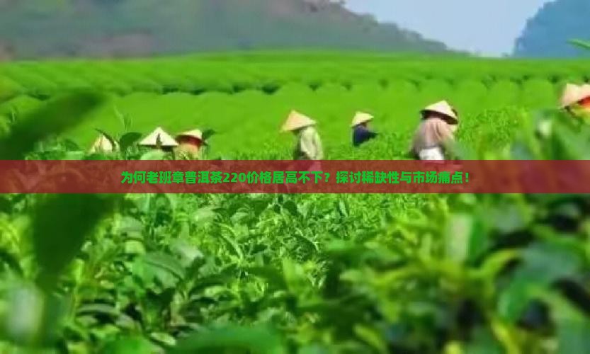 为何老班章普洱茶220价格居高不下？探讨稀缺性与市场痛点！