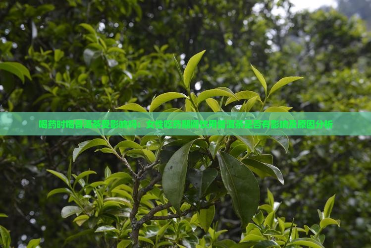 喝药时喝普洱茶受影响吗：女性吃药期间饮用普洱茶是否有影响及原因分析