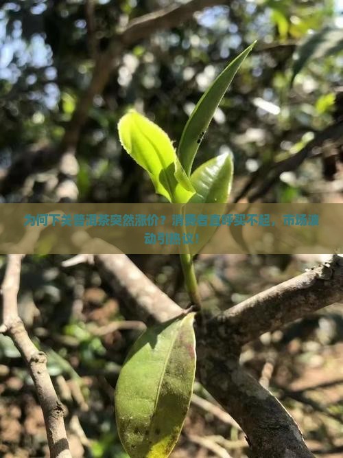 为何下关普洱茶突然涨价？消费者直呼买不起，市场波动引热议！