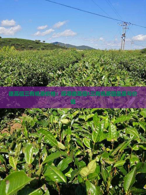 德高信三有机茶价格：探寻德高信t三有机茶园品质与价值