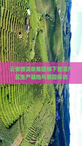 云南普洱茶集团旗下普洱产区生产基地与茶园探访