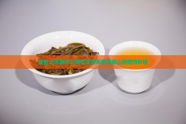 金色云河嘉木云南普洱熟茶普洱茶山茶植物价格