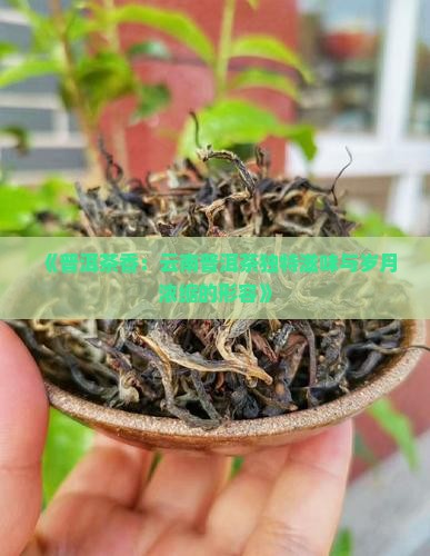 《普洱茶香：云南普洱茶独特滋味与岁月浓缩的形容》