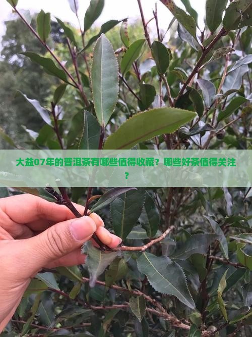 大益07年的普洱茶有哪些值得收藏？哪些好茶值得关注？
