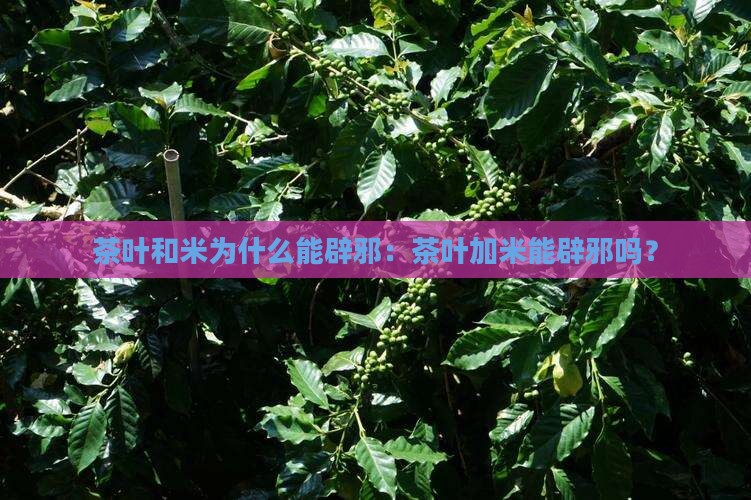 茶叶和米为什么能辟邪：茶叶加米能辟邪吗？