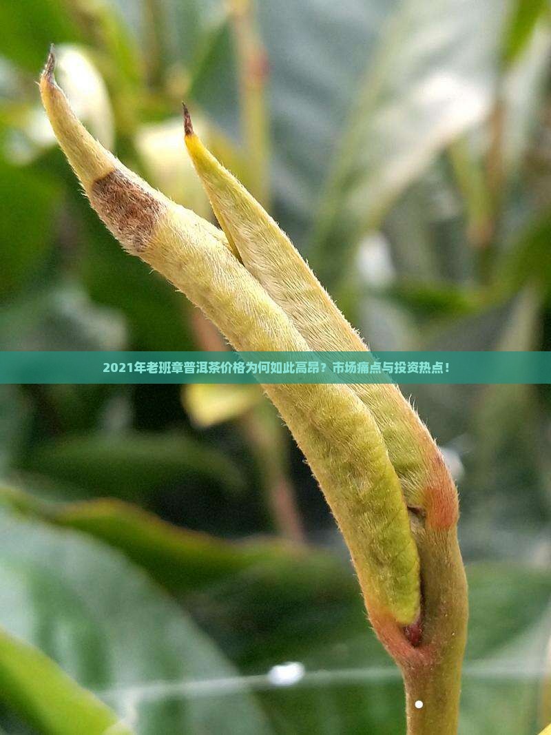2021年老班章普洱茶价格为何如此高昂？市场痛点与投资热点！