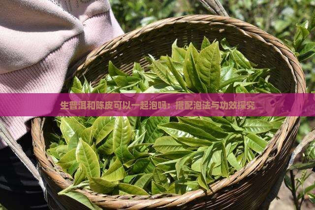生普洱和陈皮可以一起泡吗：搭配泡法与功效探究