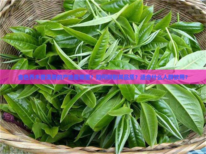 金色乔木普洱茶的产地是哪里？如何辨别其品质？适合什么人群饮用？