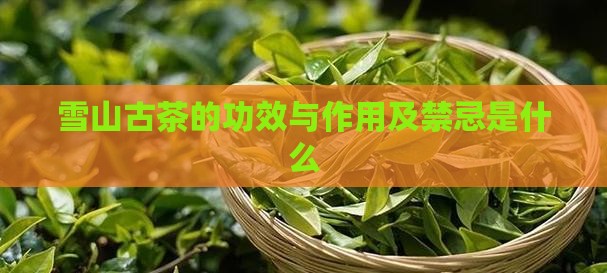 雪山古茶的功效与作用及禁忌是什么
