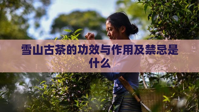 雪山古茶的功效与作用及禁忌是什么