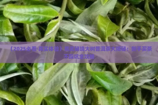 易武秘境大树普洱茶