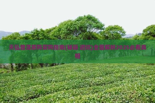 天弘普洱茶购买购