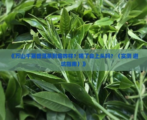 万山千寨普洱茶怎么样好喝吗