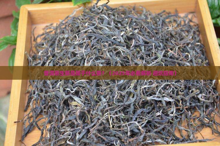 普洱茶生茶是属于什么茶