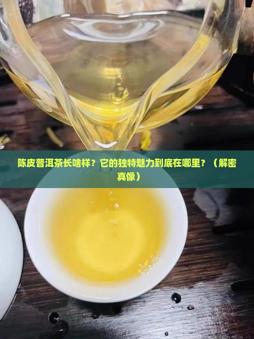 陈皮普洱茶的外形和特色