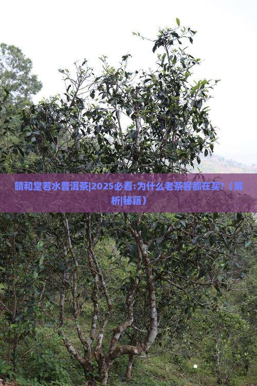 晴和堂若水普洱茶