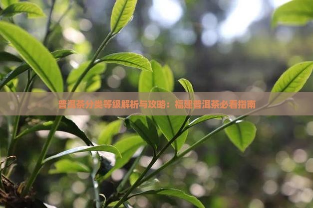 福建普洱茶分类表及特点