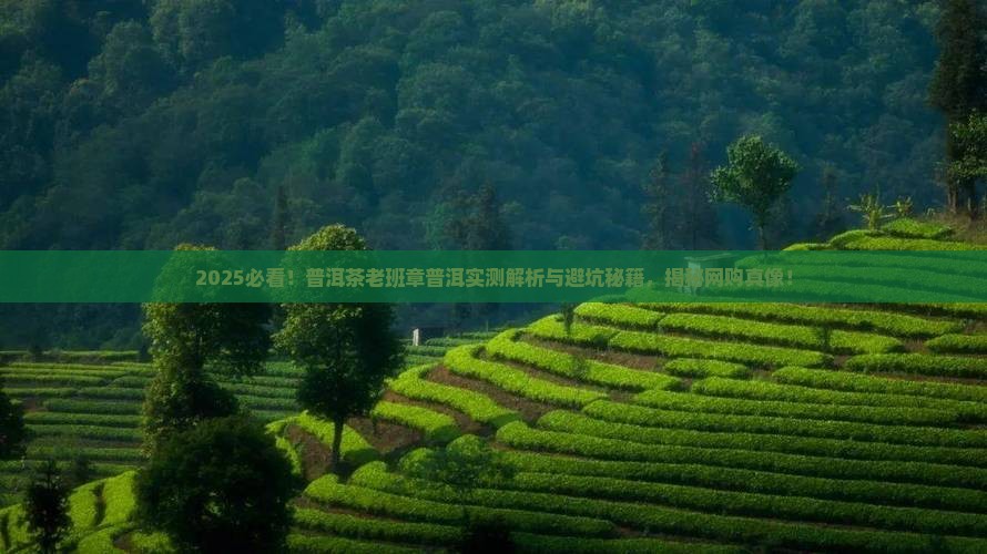 网购老班章普洱茶是正品吗
