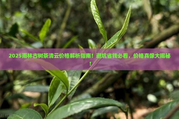 雨林古树茶清云价格