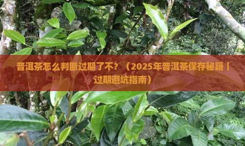 普洱茶怎么判断过期了不