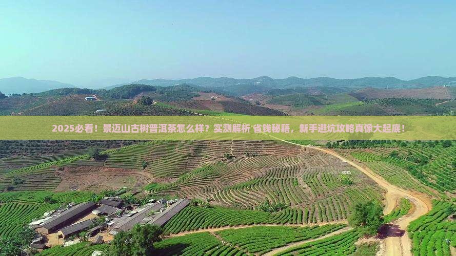 景迈山古树普洱茶怎么样