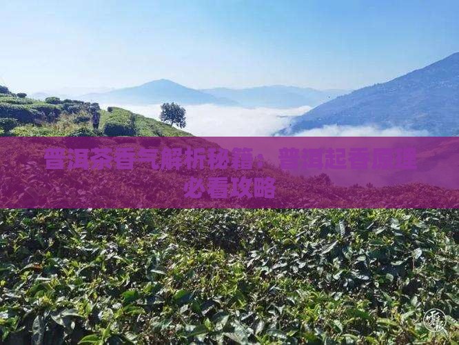 普洱茶起香原理