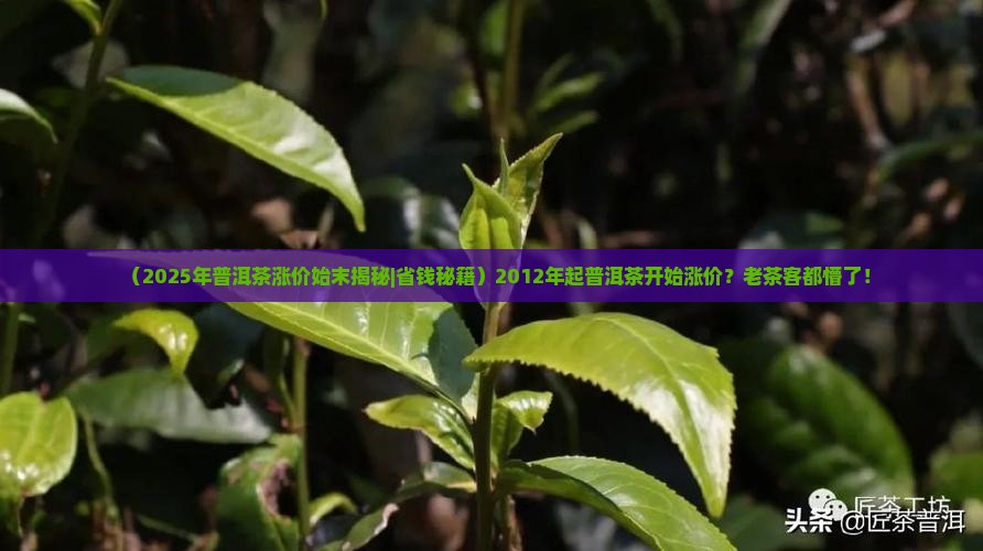 普洱茶哪年开始涨价