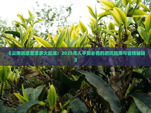 云南训道普洱茶