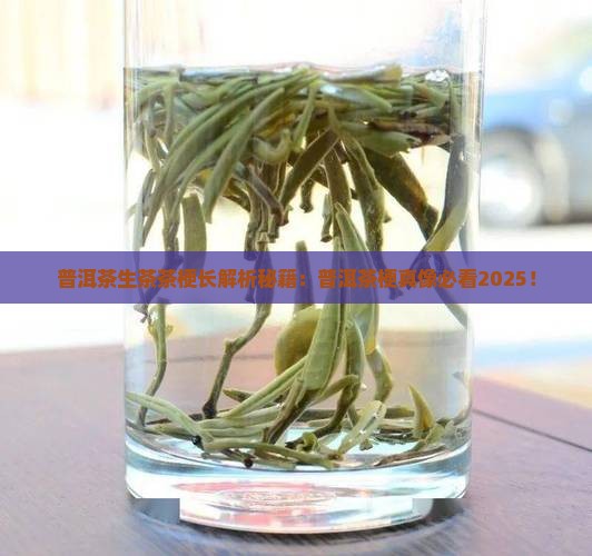 普洱茶生茶茶梗长