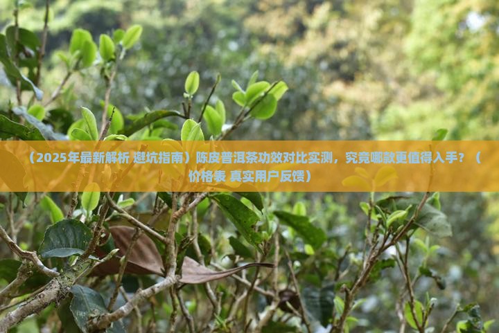 陈皮普洱茶功效价格表