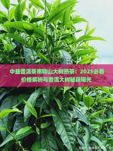 中益普洱茶南糯山大树熟茶