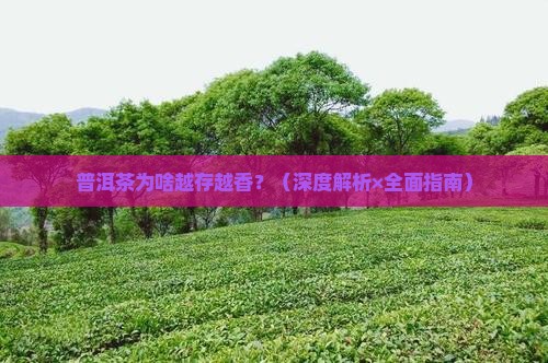 普洱茶的陈香显著浓郁的原因