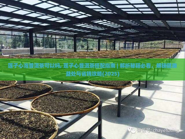 莲子心泡普洱茶可以吗