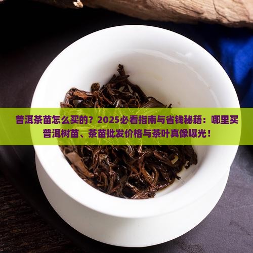 普洱茶苗怎么买的