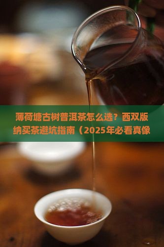 薄荷塘古树普洱茶西双版纳