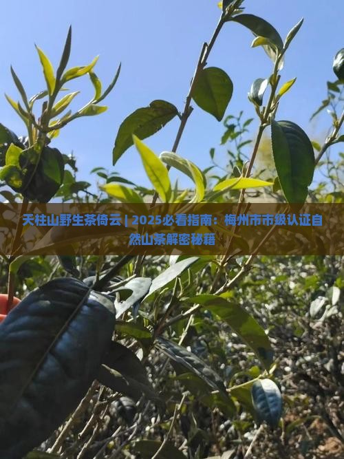 天柱山野生茶倚云