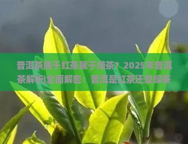 普洱茶属于红茶属于绿茶