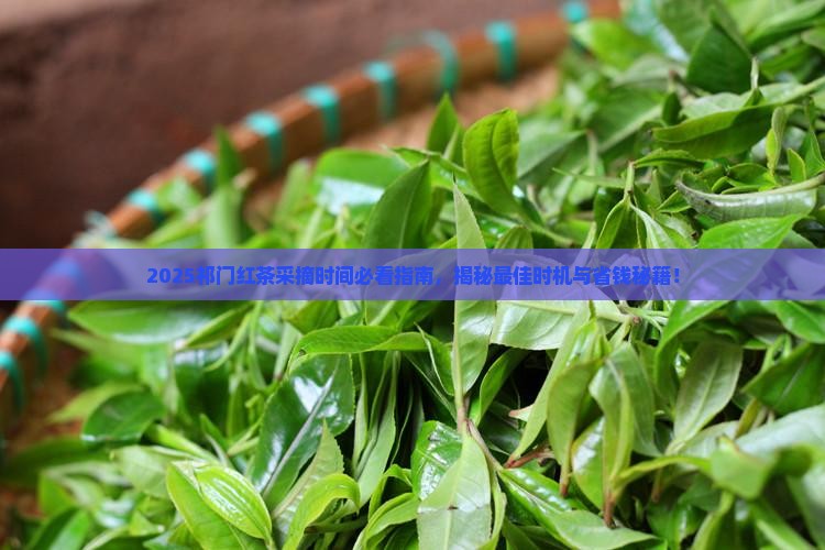 祁门红茶的采摘时间 祁门红茶的采摘时间