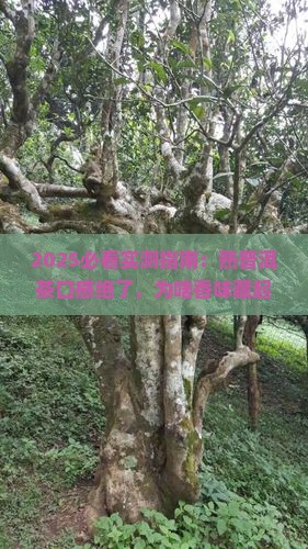 熟普洱茶口感很好没有香味 熟普洱茶口感很好没有香味