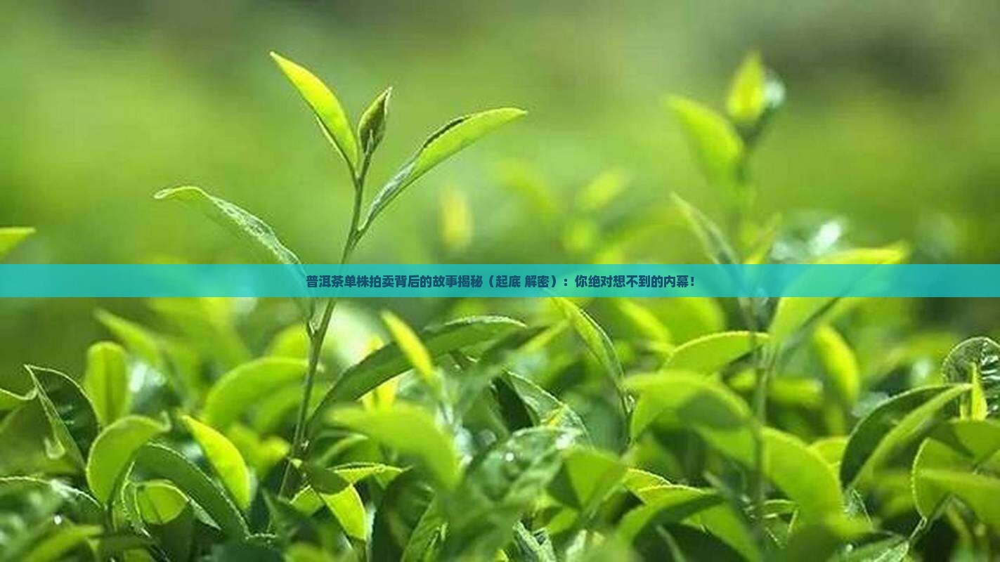 普洱茶单株拍卖