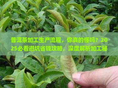 普洱茶加工生产流程
