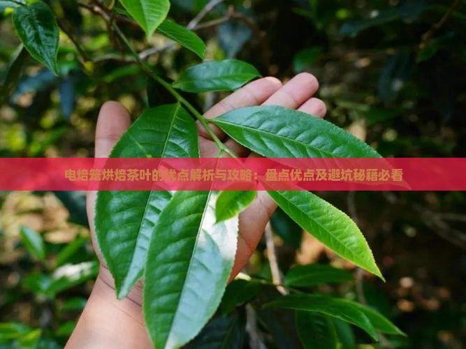 电焙笼烘焙茶叶的优点