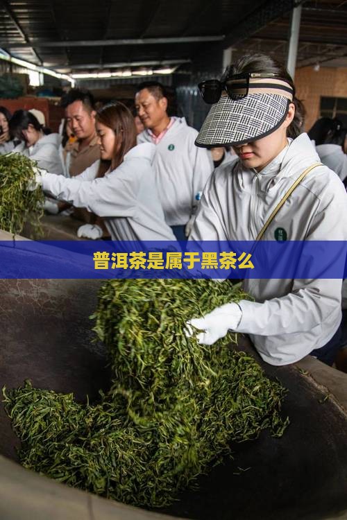 普洱茶是属于黑茶么