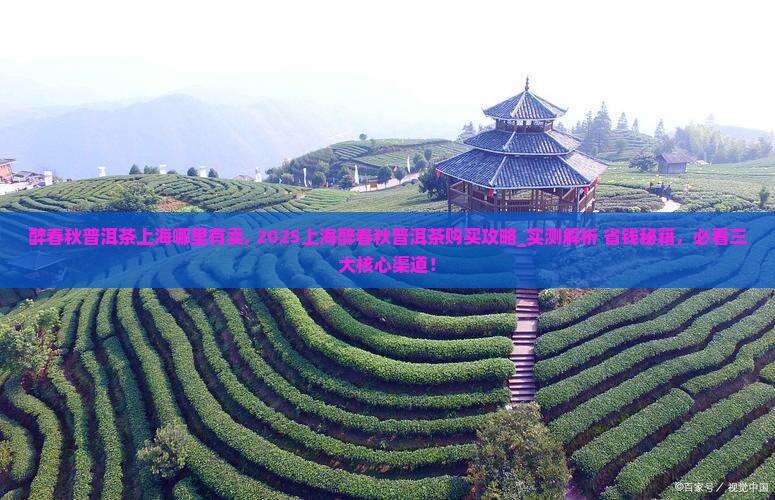 醉春秋普洱茶上海哪里有卖