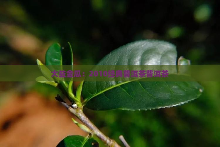 普洱茶2010的大益金瓜